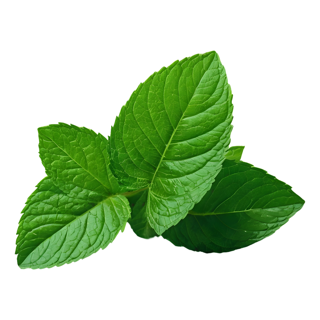fresh-mint-leaves-semmaafresh
