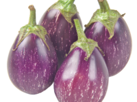 Indian Brinjal from India - Eggplant