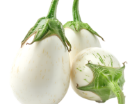 Fresh White Baby Brinjal from Thailand