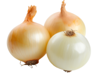 Peeled Yellow Onion packed in Vacuum Bags